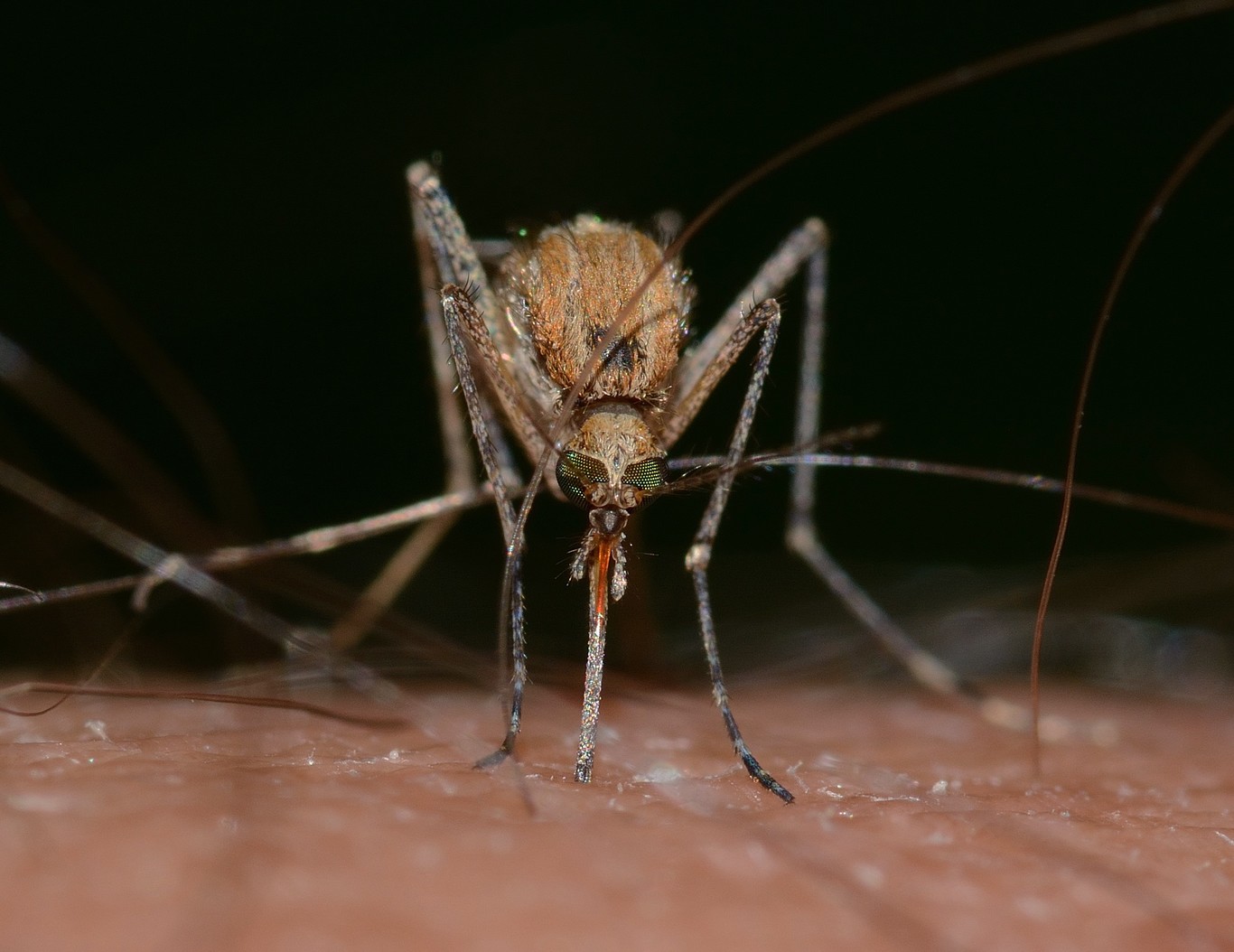 Confirma la SS al menos 17 casos de dengue en la ciudad; de 105 sospechosos en el año