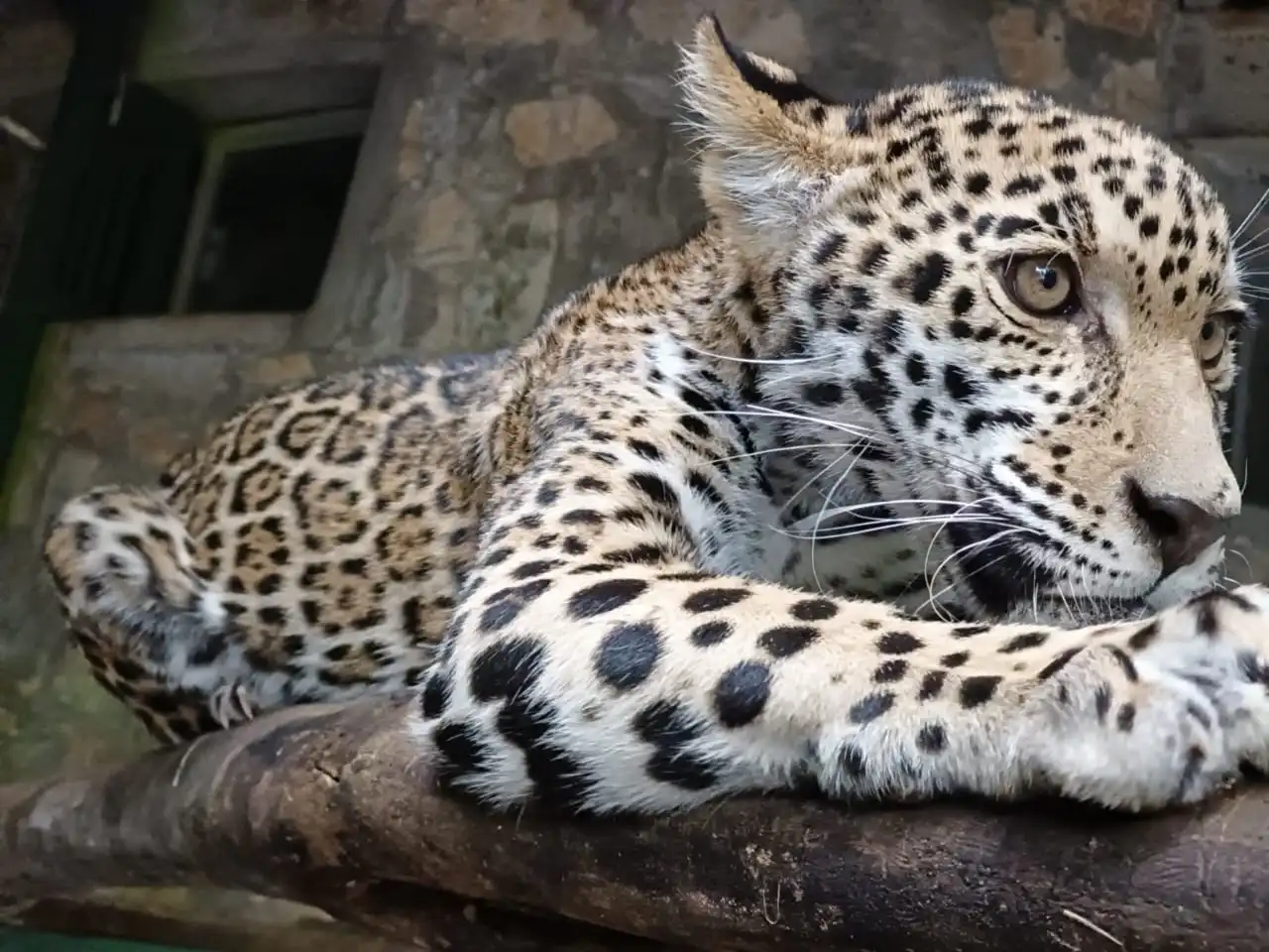 Parque ecológico ‘El Cielo’ recibe dos cachorros de jaguar