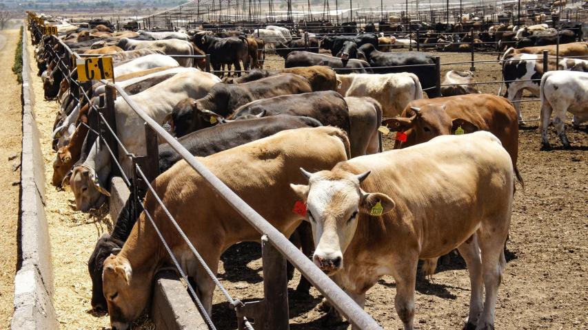 N. Laredo exporta 15 mil vacas al mes, pero solo 500 son locales: CNC